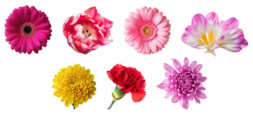 colorful assorted flowers on white background