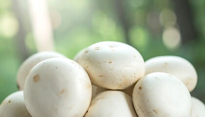 Fresh white mushrooms, close-up