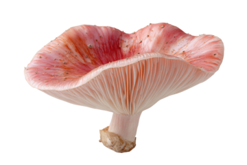 a mushroom with a pink colored shell on a white background