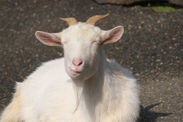 口をもぐもぐさせて笑う山羊