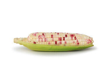 Fresh bicolor white- purple corn on the cob, isolated on white background.
