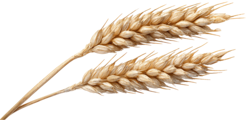 Two wheat ears, light beige/tan color, against a black background