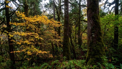 Obraz premium Lush, temperate rainforest scene with vibrant yellow-gold foliage contrasting against deep green moss-covered trees