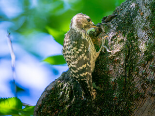 枝にとまるコゲラ