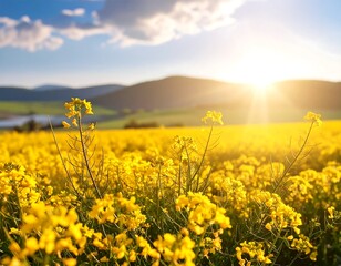 Obraz premium Vibrant yellow flowers blanket a field under a golden sunset