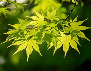 Vibrant, young leaves in sunlight