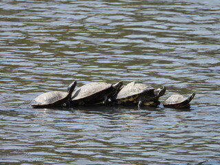 水辺で甲羅干しをするカメの群れ Turtles basking in the sun