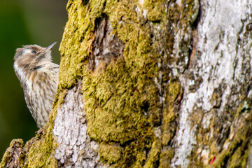 Obraz premium 枝にとまるコゲラ