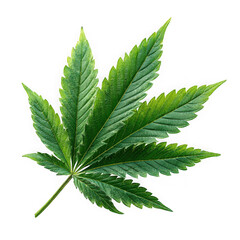 Detailed green cannabis leaf with serrated edges isolated on transparent background