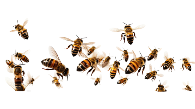 Cute flying bee insect illustration design on white background