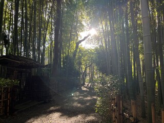 荘厳な雰囲気の竹林と木漏れ日