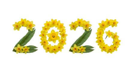 2026 made of yellow daffodil flowers and green leaves isolated on white background, spring and new year concept, perfect for seasonal greetings and calendars
