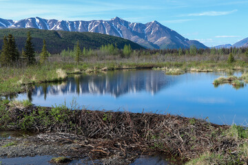 Fototapeta premium Beaver Dam and Alaskan Mountains