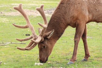 Closeup of Bull Elk in Alaska