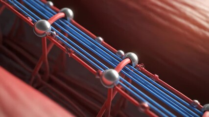 Muscle fibers contracting, showing actin and myosin filaments sliding past each other during muscle contraction, a complex process of movement and energy use.