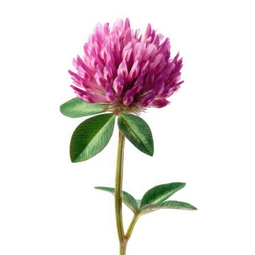 Vibrant red clover flower with green leaves isolated on transparent background