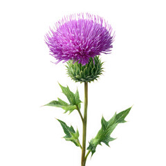 Vibrant purple thistle flower with green leaves isolated on transparent background