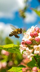 Honeybee in flight, hovering near a cluster of pink and white flowers