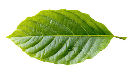 A single green leaf on white background