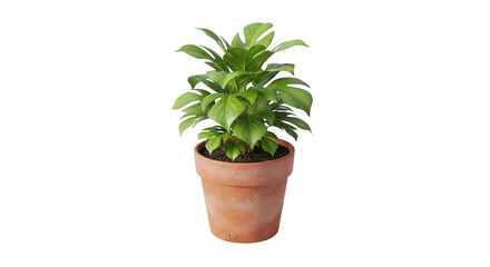 Lush green potted plant showcasing vibrant foliage and natural growth in a terracotta pot ready for home or office decor. transparent background