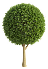 Perfectly shaped topiary tree with lush green leaves for landscape design and architectural renderings
