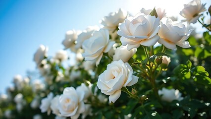 Obraz premium White bush roses blooming under a clear blue sky, bathed in warm sunlight with soft focus background.