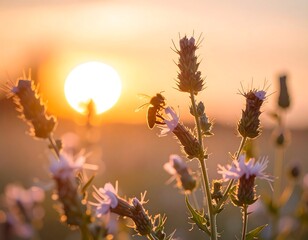Honeybee on wildflowers at sunset