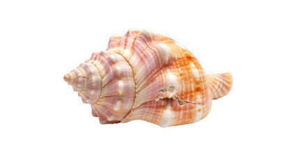 Obraz premium Exquisite conch shell macro photography captures intricate details and natural beauty of marine life transparent background