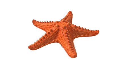 Vibrant orange starfish marine life ocean creature nautical theme underwater photography transparent background