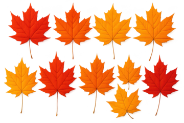 Vibrant autumn maple leaf collection in brilliant reds oranges and yellows isolated for seasonal design and Thanksgiving celebration themes