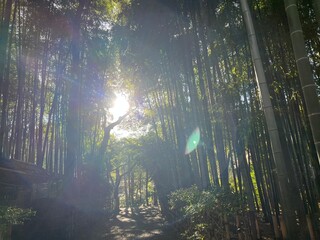 荘厳な雰囲気の竹林と木漏れ日
