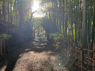荘厳な雰囲気の竹林と木漏れ日