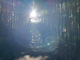 荘厳な雰囲気の竹林と木漏れ日