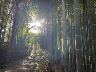 荘厳な雰囲気の竹林と木漏れ日