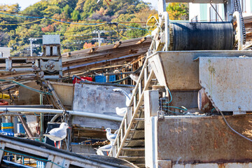 牡蠣の水揚げベルトコンベアとカモメ