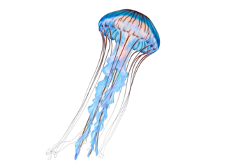 Vibrant blue jellyfish with long tentacles isolated on transparent background