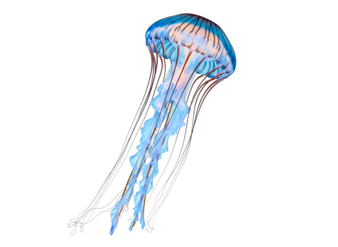 Vibrant blue jellyfish with long tentacles isolated on transparent background