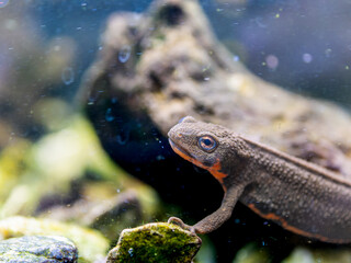 アカハライモリ