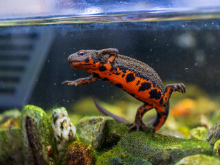 アカハライモリ