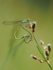 An intimate macro shot shows two green damselflies mating on a blade of grass. Their bodies form a heart shape, a behavior known as a 