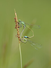 An intimate macro shot shows two green damselflies mating on a blade of grass. Their bodies form a heart shape, a behavior known as a 