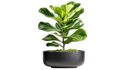 Fiddle leaf fig plant in a modern pot detailed close-up studio shot lush green leaves transparent background