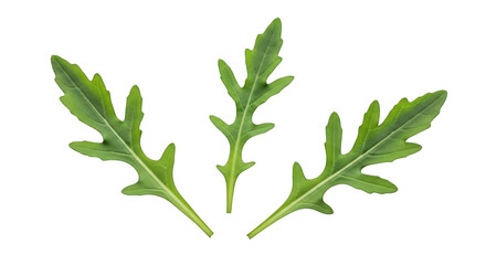 Arugula Leaves Fresh and Peppery Greens for Salads and Culinary Delights A Trio of Vibrant Leaves on Transparent Backdrop Perfect for Design Projects