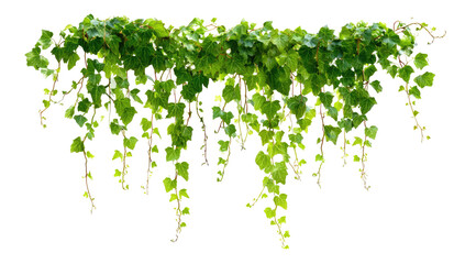 Lush green ivy cascading downwards