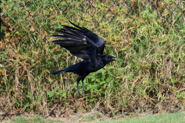 American Crow in Flight