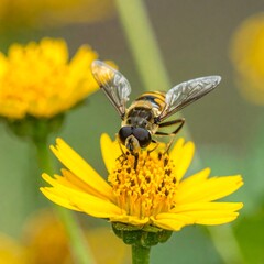 Hoverfly on a yellow flower. Close-up view