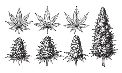 set of cannabis leaf plant hand drawn vector 