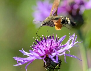 Hummingbird moth nectaring on a purple flower