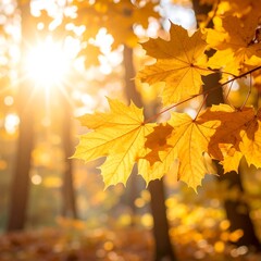 Fototapeta premium Autumnal sunbeams through golden leaves