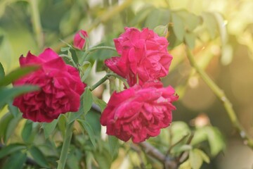 rose flower in the garden and sunlight with boke	
